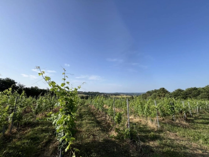 Photos 1 - Vineyard - Land