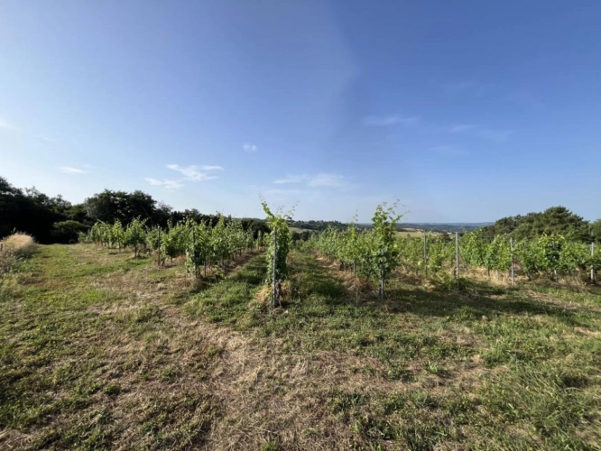 Photos 2 - Vineyard - Land
