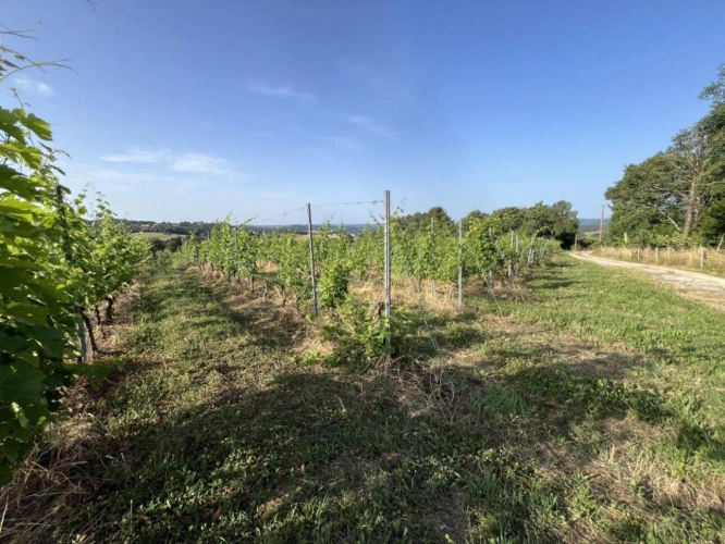 Photos 4 - Vineyard - Land