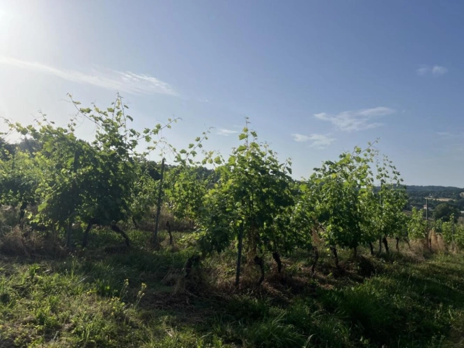 Photos 6 - Vineyard - Land