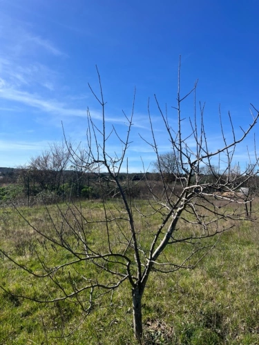 Photos 2 - Rurale - Terrain de loisirs de 2600m² à vendre à COLLIAS (30) - Environnement naturel privilégié