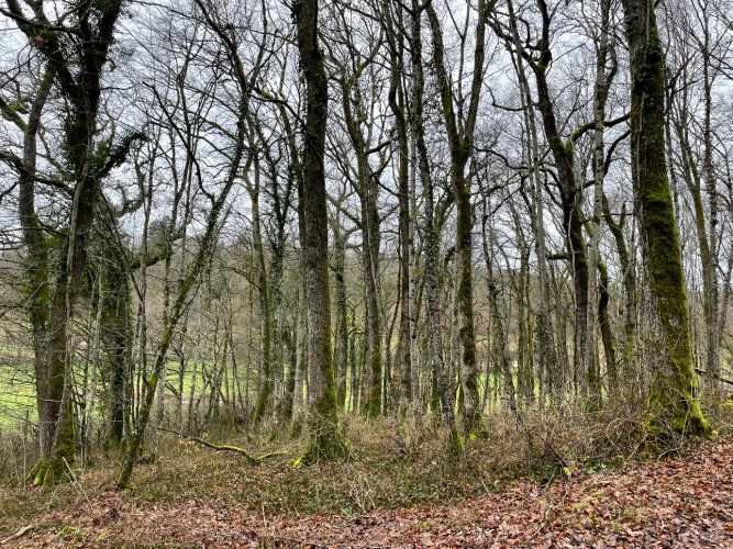 Photos 1 - Forestière - Patrimoine forestier de 17 ha en Haute-Marne