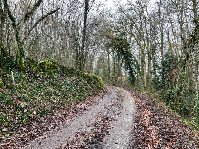 Photos 2 - Forestière - Patrimoine forestier de 17 ha en Haute-Marne