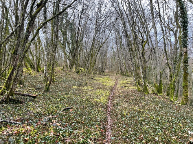 Photos 3 - Forestière - Patrimoine forestier de 17 ha en Haute-Marne