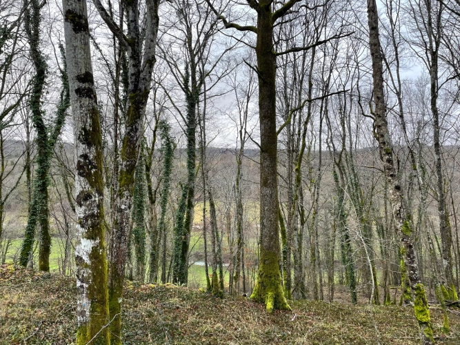 Photos 4 - Forestière - Patrimoine forestier de 17 ha en Haute-Marne
