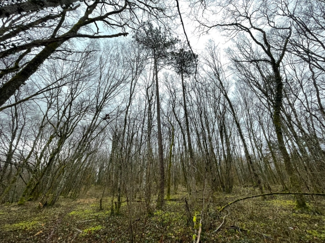 Photos 5 - Forestière - Patrimoine forestier de 17 ha en Haute-Marne