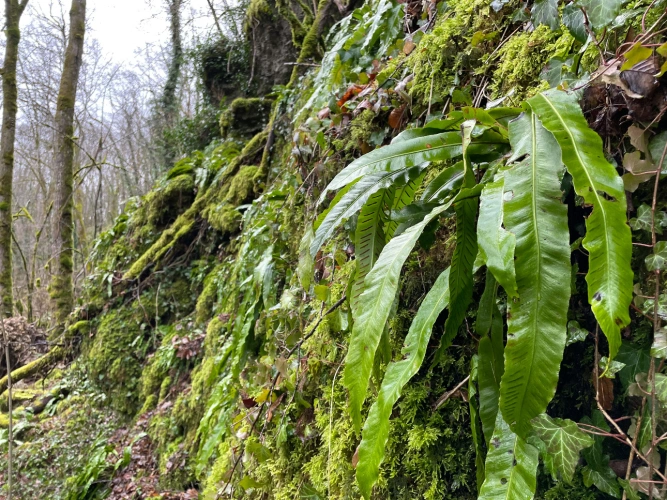 Photos 6 - Forestière - Patrimoine forestier de 17 ha en Haute-Marne