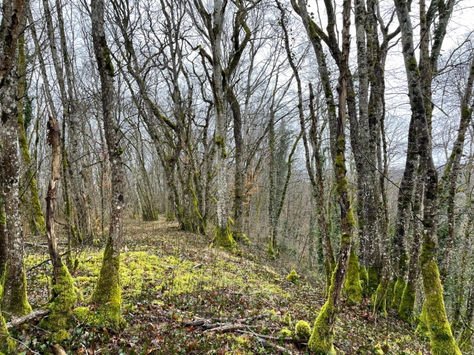 Photos 7 - Forestière - Patrimoine forestier de 17 ha en Haute-Marne