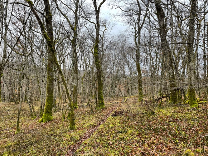 Photos 9 - Forestière - Patrimoine forestier de 17 ha en Haute-Marne