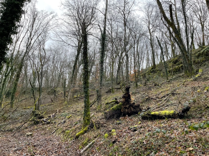 Photos 10 - Forestière - Patrimoine forestier de 17 ha en Haute-Marne