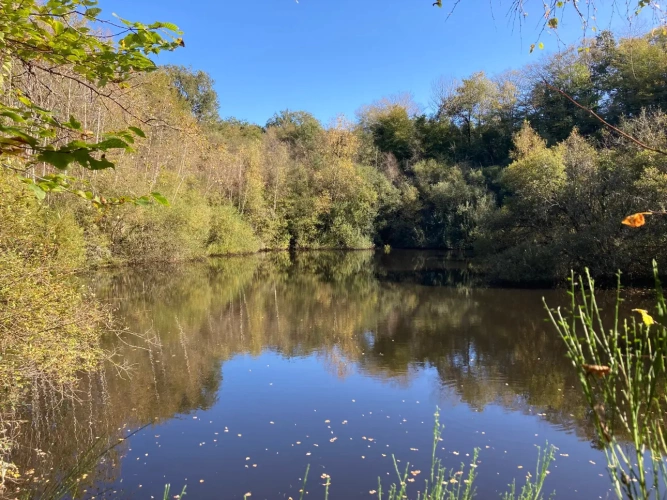 Photos 1 - Forestière - Vends étang de 5000m2 sur 10ha 83 a 43ca de bois et de prairies en bordure de rivière