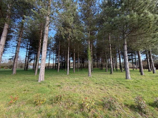 Photos 2 - Rurale - Terrain à vendre de 3 000,00 m² TIERCE (49)