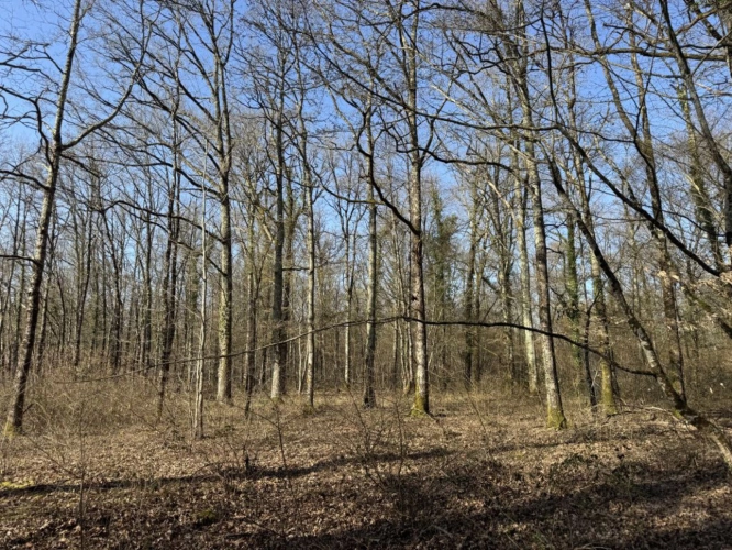 Photos 16 - Prestige - Très joli domaine de chasse de 71 hectares d'un seul tenant