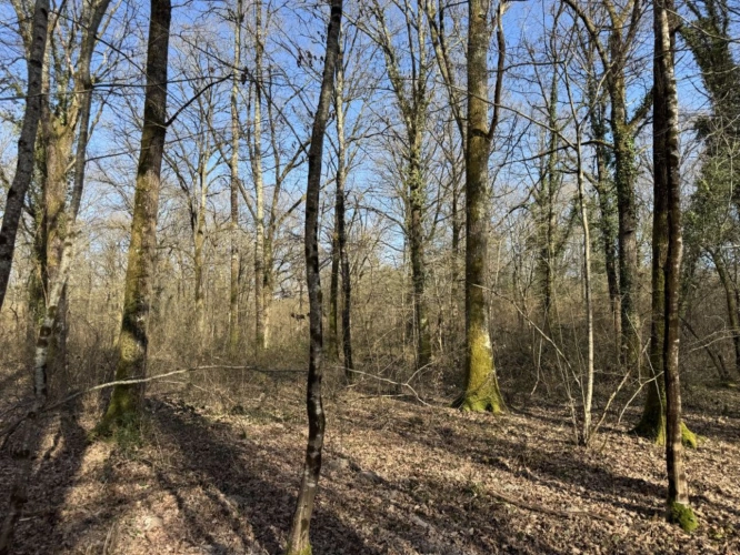 Photos 17 - Prestige - Très joli domaine de chasse de 71 hectares d'un seul tenant