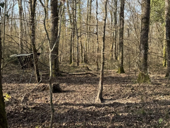Photos 18 - Prestige - Très joli domaine de chasse de 71 hectares d'un seul tenant
