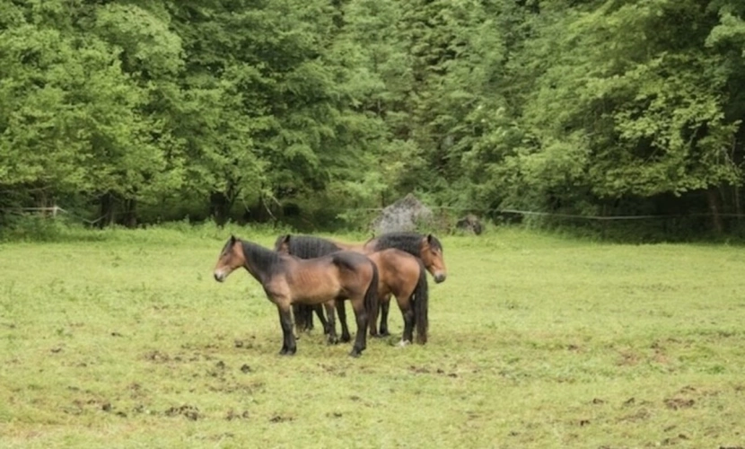 Photos 1 - Prestige - Propriete à vendre avec FERME rénovée T4 proche axe EPINAL / XERTIGNY (88) sur environ 1 hectare pleine nature