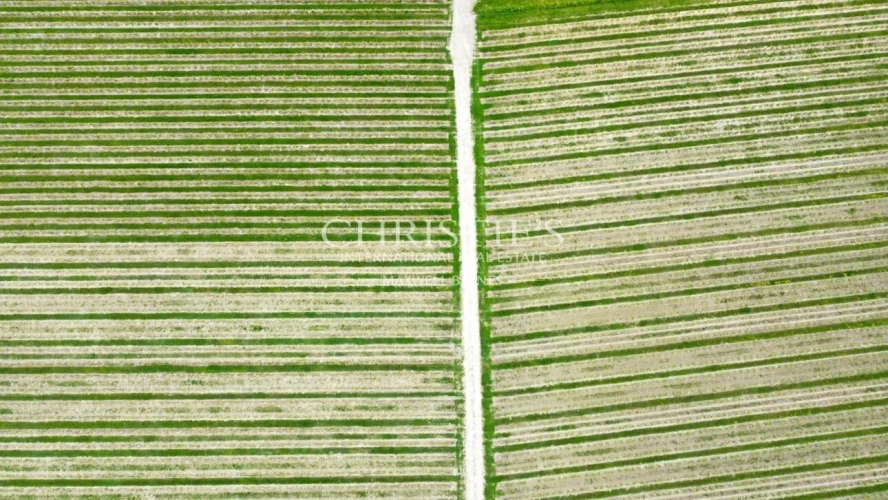 Photos 20 - Viticole - Propriété viticole de 28 ha en excellent état avec bâtiments de caractère