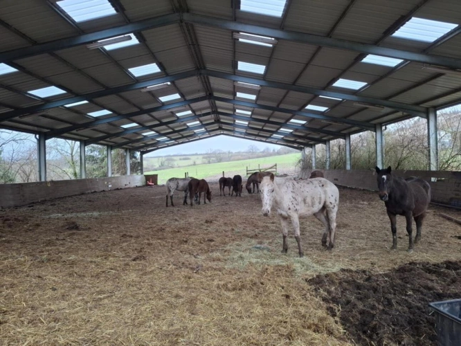 Photos 20 - Équestre - Maison à vendre Le Breuil