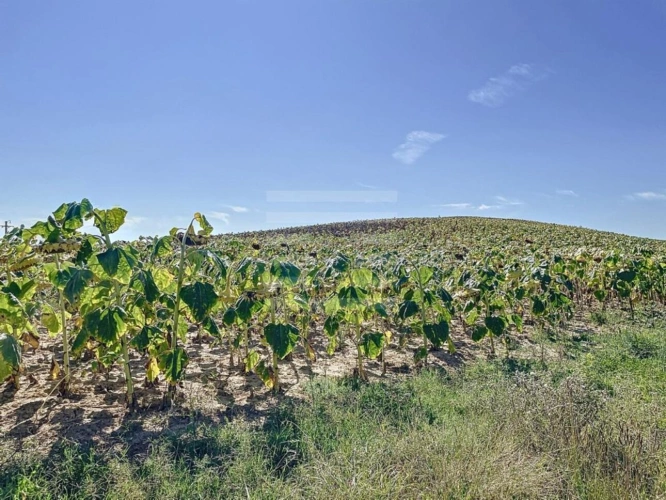 Photos 3 - Agricole - Terrain agricole