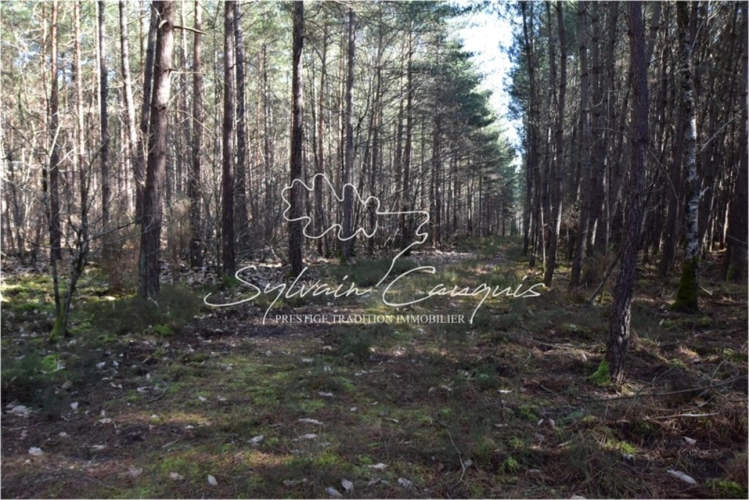 Photos 5 - Prestige - Propriété de Chasse ou d'Agrément de 60 hectares en Sologne