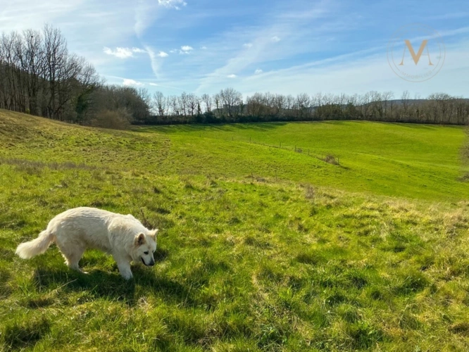 Photos 12 - Équestre - Domaine équestre d’exception sur 40 hectares — Authenticité, nature et passion proche de Penne d’Agenais (47)