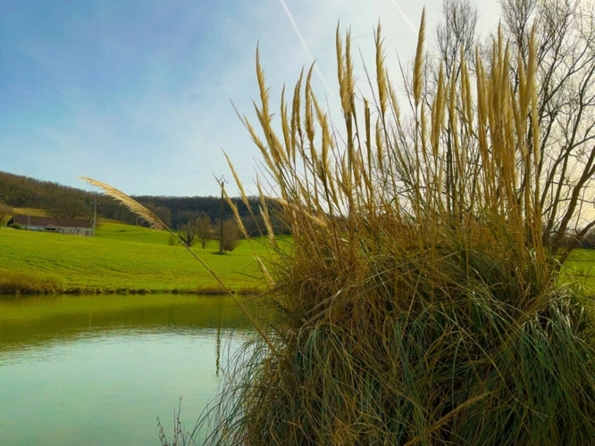 Photos 33 - Équestre - Domaine équestre d’exception sur 40 hectares — Authenticité, nature et passion proche de Penne d’Agenais (47)
