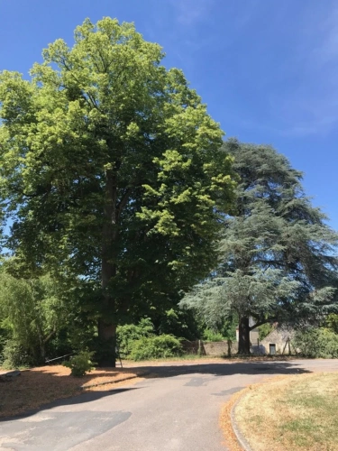 Photos 4 - Prestige - Château à VIERZON (18)