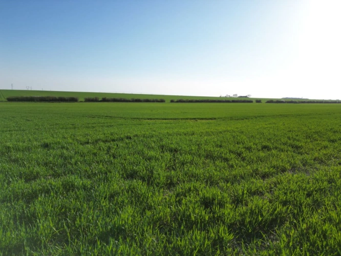 Photos 15 - Agricultural - Single-unit cereal farm - 186 hectares - Champagne Berry - 1