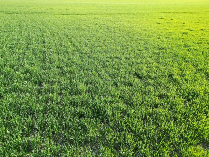 Photos 18 - Agricultural - Single-unit cereal farm - 186 hectares - Champagne Berry - 1