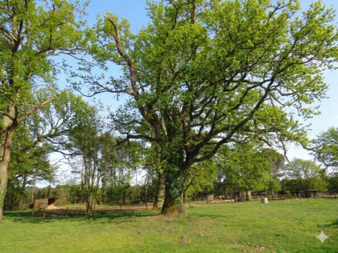 Photos 6 - Équestre - Authentique maison landaise
