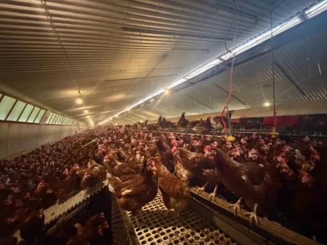 Photos 8 - Agricole - Exploitation Avicole située à Loudéac