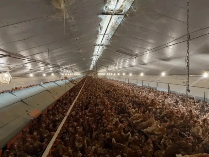 Photos 2 - Agricole - Exploitation Avicole au Nord des Côtes d'Armor