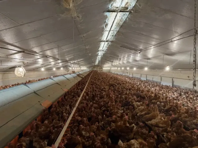 Photos 3 - Agricole - Exploitation Avicole au Nord des Côtes d'Armor