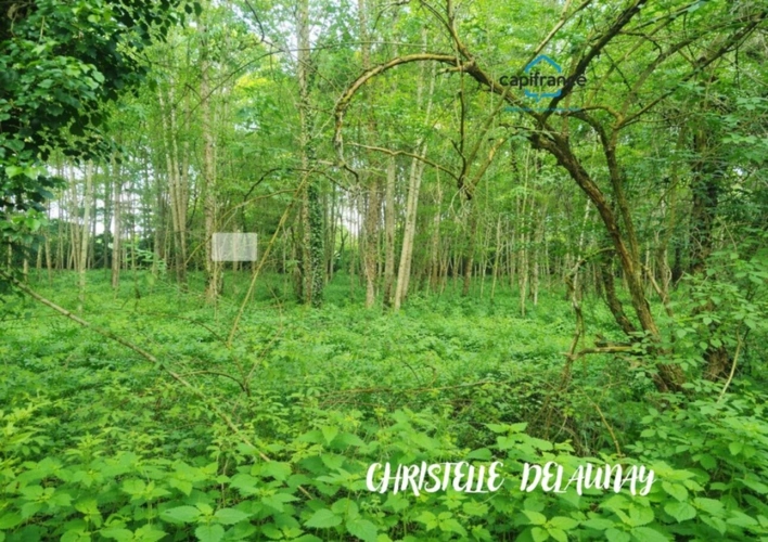 Photos 4 - Forest - ETANG  à Craon