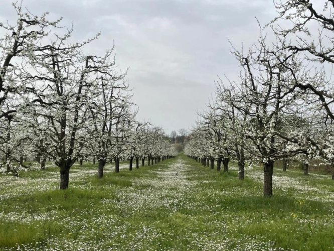 Photos 2 - Prestige - Propriété arboricole