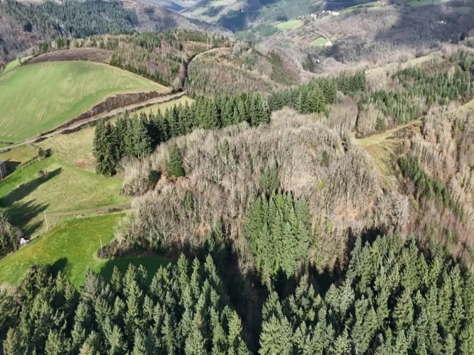 Photos 2 - Forestière - FORÊT DE PRODUCTION RÉSINEUSE