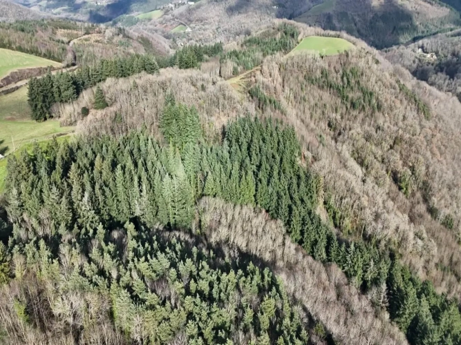 Photos 4 - Forestière - FORÊT DE PRODUCTION RÉSINEUSE