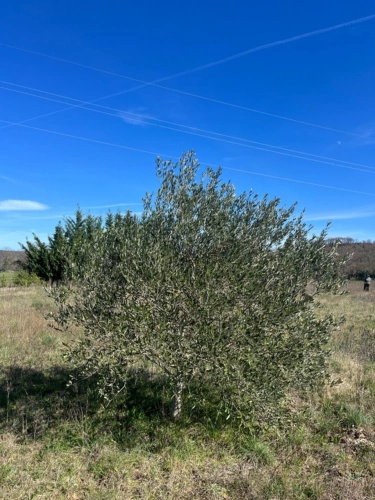 Photos 6 - Rurale - Terrain de loisirs de 2600m² à vendre à COLLIAS (30) - Environnement naturel privilégié