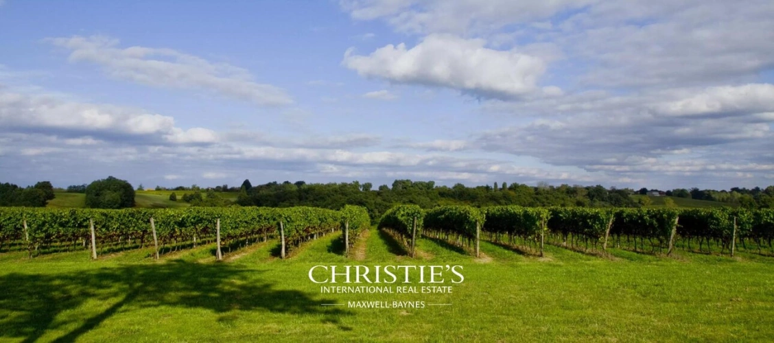 Photos 3 - Viticole - Domaine Viticole d'Exception en Terre d'Armagnac