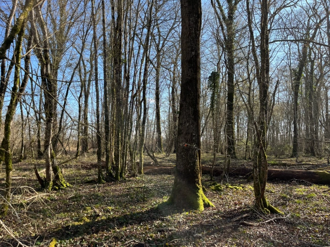 Photos 2 - Forest - Chênaie de 21 ha dans le Cher