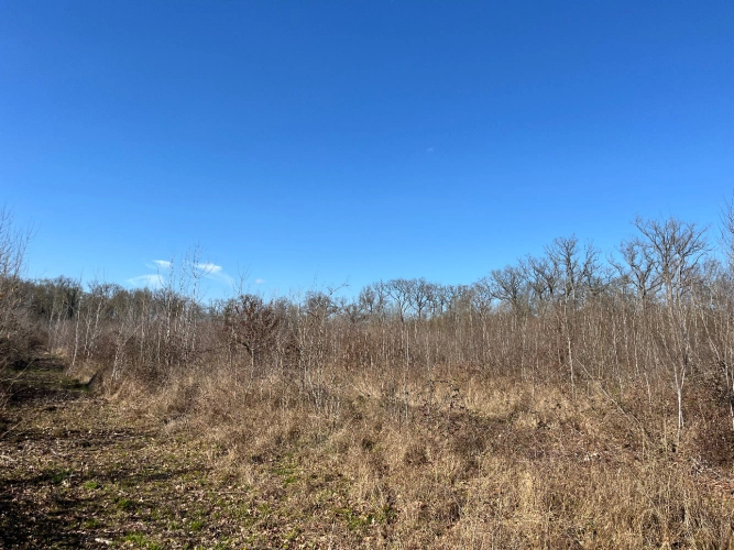 Photos 3 - Forest - Chênaie de 21 ha dans le Cher