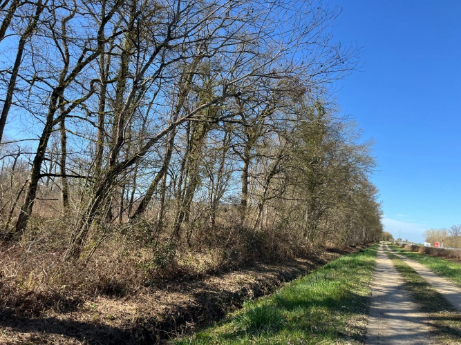 Photos 4 - Forest - Chênaie de 21 ha dans le Cher