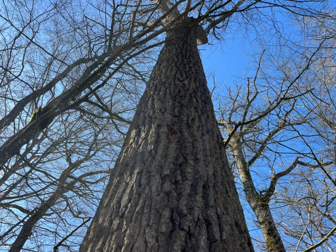 Photos 5 - Forest - Chênaie de 21 ha dans le Cher