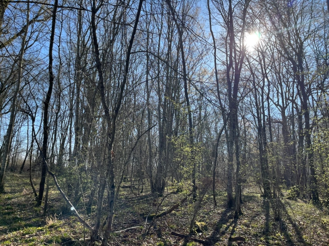 Photos 6 - Forest - Chênaie de 21 ha dans le Cher