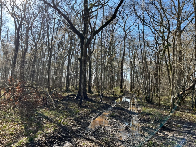 Photos 7 - Forest - Chênaie de 21 ha dans le Cher