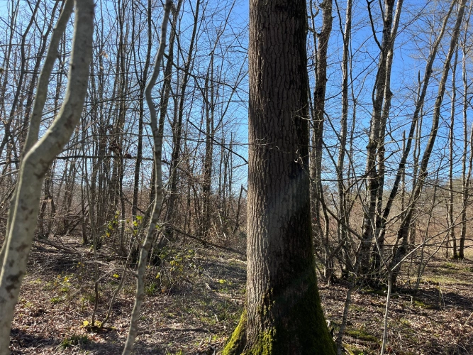 Photos 8 - Forest - Chênaie de 21 ha dans le Cher