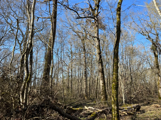 Photos 9 - Forest - Chênaie de 21 ha dans le Cher