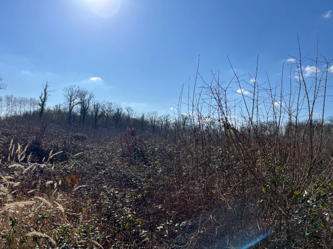 Photos 10 - Forest - Chênaie de 21 ha dans le Cher