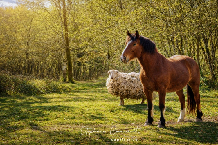 Photos 23 - Équestre - Propriété équestre en pleine nature