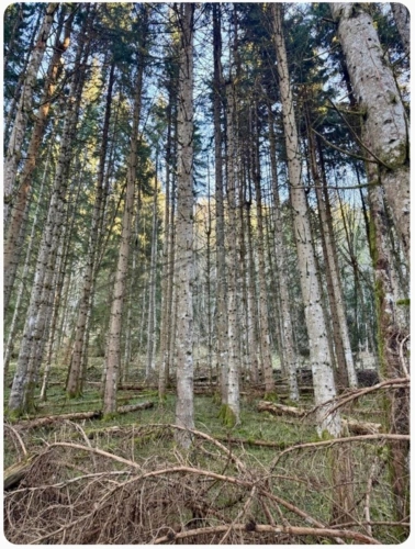 Photos 10 - Agricultural - Ensemble de parcelles agricoles ARACHES LA FRASSE (74)